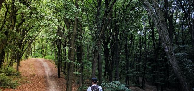 man standing in the middle of woods by Vladislav Babienko courtesy of Unsplash.